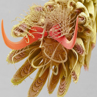 Bức ảnh hé lộ bàn chân đầy lông và vảy của con muỗi