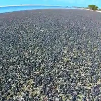 Video: Thảm ốc biển hàng nghìn con phủ kín bãi biển Mỹ