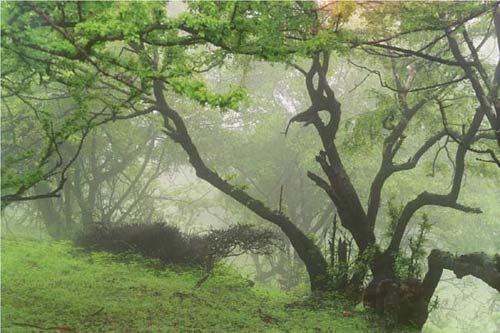 Rừng cây sống bằng sương mù