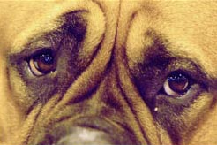 Liệu pháp gien giúp mang lại ánh sáng cho những con chó bị mù bẩm sinh