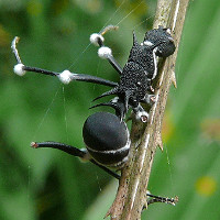 Mánh khóe sinh tồn của loài nấm ký sinh Ophiocordyceps unilateralis