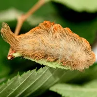 Sâu bướm Puss: Sát thủ "kịch độc" ẩn mình trong vẻ ngoài dễ thương