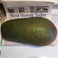Quả bơ 2,4kg có thể phá kỷ lục thế giới ở Hawaii