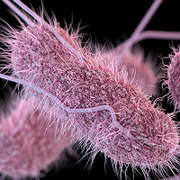 Tổng quan về vi khuẩn Salmonella