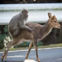 Chuyện "quái đản" trong tự nhiên: Loài khỉ Nhật Bản làm "chuyện ấy" với... hươu