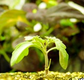 Loài cây leo biết 