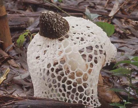 2 loài nấm mới ở Nam Cát Tiên