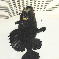 Sốc: Bắt được cá có 3 chân