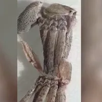 Video: Cuộc lột xác khó nhọc của nhện thợ săn