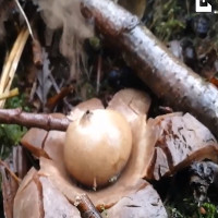 Phát hiện loài nấm hiếm phun 