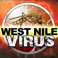 Phát hiện cách thức chữa mất trí nhớ do nhiễm virus Tây sông Nile