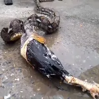 Trăn khổng lồ vặn mình, gà chọi từ trong bụng "chui" ra
