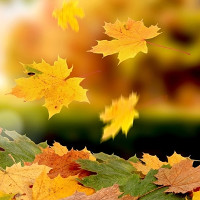 Chùm ảnh lá phong rơi vô cùng lãng mạn và đẹp đẽ