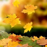 Chùm ảnh lá phong rơi vô cùng lãng mạn và đẹp đẽ