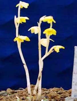 Phát hiện một loài lan mới