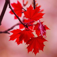 Cây phong lá đỏ “hot hit” mấy ngày nay nhưng bạn có thực sự biết về loại cây này?