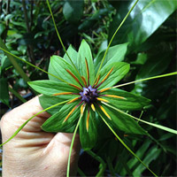 Đề xuất bổ sung 37 loài nguy cấp, quý hiếm được ưu tiên bảo vệ