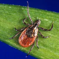 Sau SARS, Zika, "kẻ thù" của loài người là ve ký sinh?
