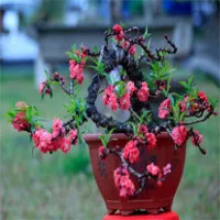 Loại đào "tiến vua" có gì đặc biệt mà có giá bán tới hàng chục, hàng trăm triệu đồng?