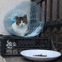 Istanbul: Thành phố mèo chia đôi bờ Âu - Á