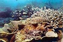 San hô chết hàng loạt trong các vịnh