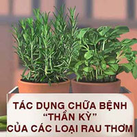 Tác dụng chữa bệnh thần kỳ của các loại rau thơm