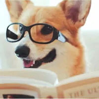 Chào năm Chó, hãy tìm hiểu những sự thật cực bất ngờ về giống loài "bạn thân" của con người này