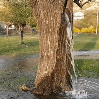 Hiện tượng lạ: Cây cổ thụ biết trào nước xối xả như… vòi phun