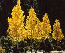 Sự biến mất kỳ lạ của những cây dương