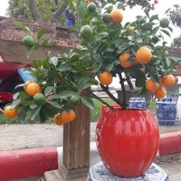 Cách trồng cây quất trong chậu đơn giản nhất