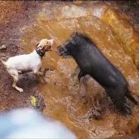 Video: Sốc cảnh đấu trường chó pitbull tử chiến lợn rừng đẫm máu