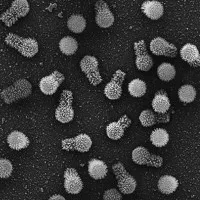 Virus khổng lồ mới được phát hiện có thể thay đổi định nghĩa của chúng ta về virus