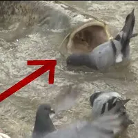 Video: Cá trê khổng lồ "làm thịt" bầy bồ câu