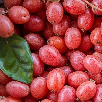 Những điều cần tránh khi ăn quả nhót bạn nên biết