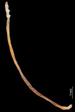 Con sâu bướm mỏng nhất thế giới