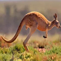 Hỏi dễ mà khó trả lời: Tại sao kangaroo mẹ lại nuôi con trong túi?