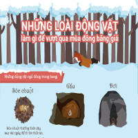 Những loài động vật làm gì để vượt qua mùa đông băng giá?