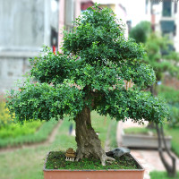 Hướng dẫn trồng cây nguyệt quế bonsai đơn giản nhất