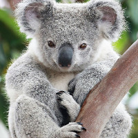 Vì sao gấu Koala vốn không hay uống nước nhưng giờ chúng thường xuyên làm?