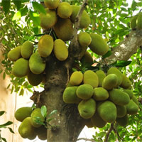 Kỹ thuật trồng cây mít nghệ cao sản năng suất vượt trội