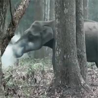 Voi khổng lồ nhả khói điệu nghệ như... hút thuốc trong rừng ở Ấn Độ