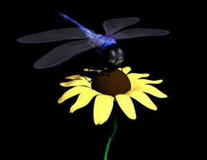 Kiểu ngụy trang kỳ lạ của chuồn chuồn