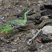 Rắn boomslang kịch độc nuốt gọn tắc kè hoa