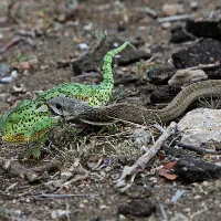 Rắn boomslang kịch độc nuốt gọn tắc kè hoa
