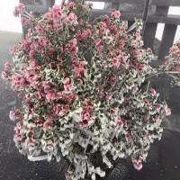 Hiếm gặp: Bông đỗ quyên rực lửa thành hoa tuyết trên đỉnh Fansipan