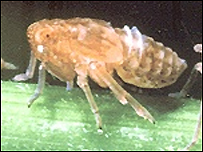 Đồng bằng Nam Bộ gặp dịch rầy nâu