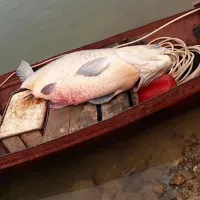 Những sinh vật khủng từng dính lưới ngư dân Việt Nam