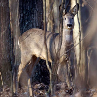 Chernobyl là thảm họa của con người, nhưng lại là tin vui với động vật ở đây