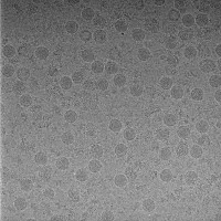 Làm thế nào các nhà khoa học chụp được ảnh virus?