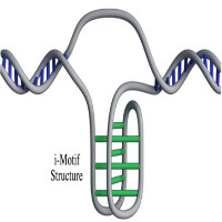 Phát hiện cấu trúc gene mới trong tế bào người